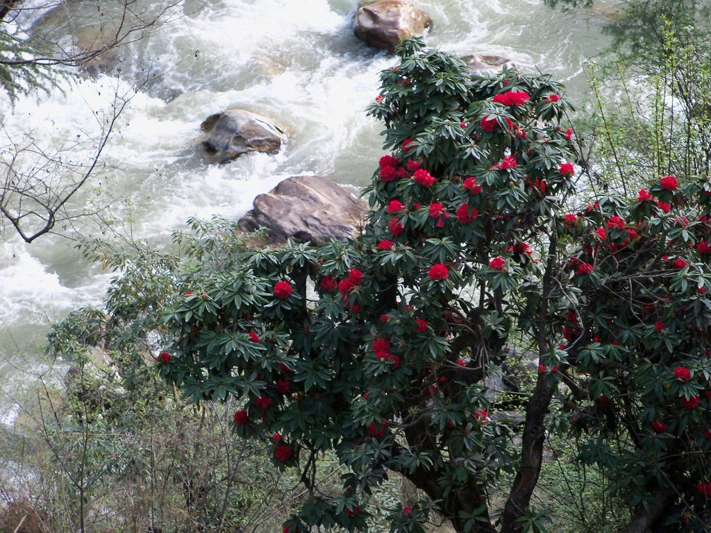 Parvati Kuteer Riverside Resort Kasol Extérieur photo
